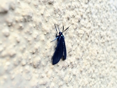 Ctenucha