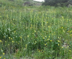 Eremurus spectabilis