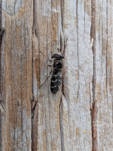 Unknown species found near Provo Bay, Provo, UT 84601, USA