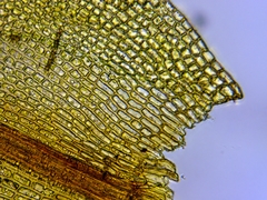 Schistidium dupretii