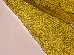 Schistidium dupretii