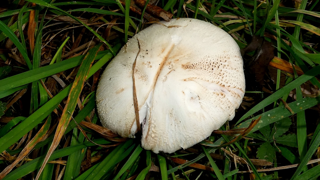 Agaricus xanthodermus · November 2025 · photo: © patricklm35 (iNaturalist, cc0)