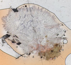 Lasiobolus microsporus