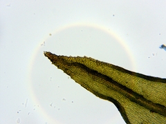 Schistidium dupretii