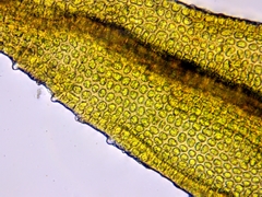 Schistidium dupretii