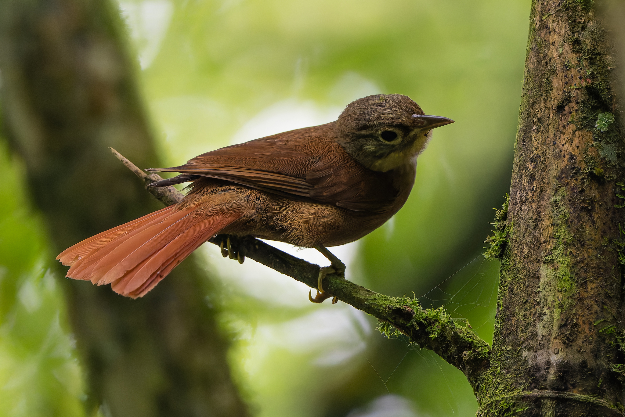 Montane Foliage-gleaner (Anabacerthia striaticollis), photo 4