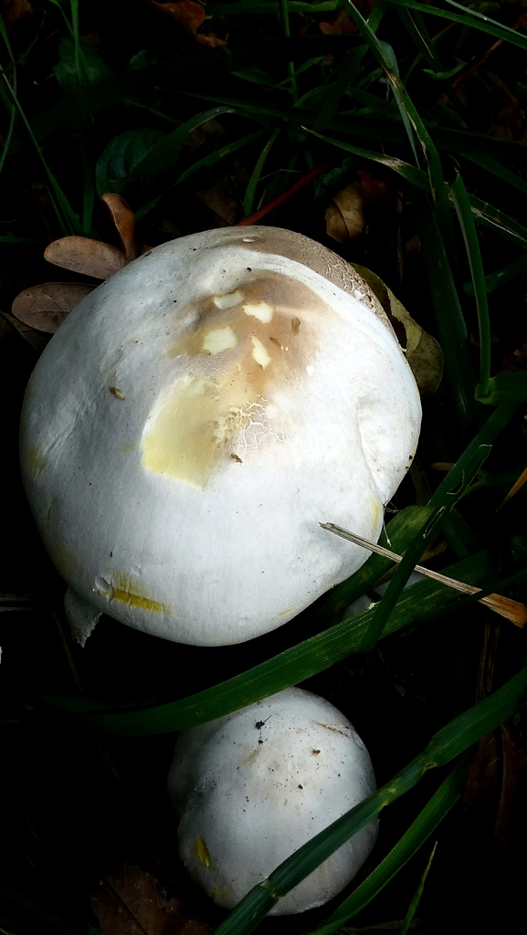 Agaricus xanthodermus · November 2025 · photo: © patricklm35 (iNaturalist, cc0)