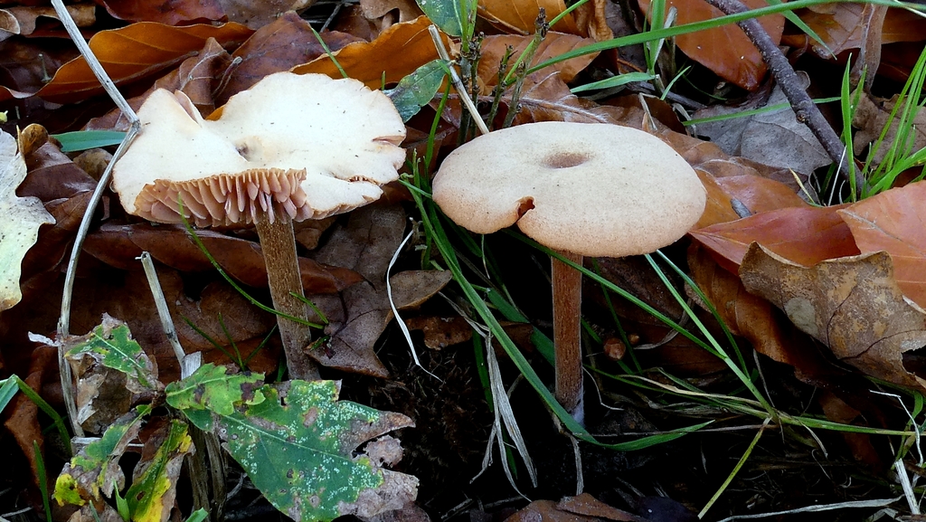Laccaria laccata · November 2025 · photo: © patricklm35 (iNaturalist, cc0)
