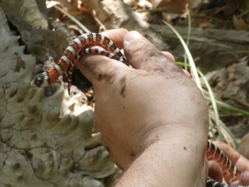 Chihuahuan Mountain Kingsnake