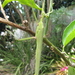 Podacanthus - Photo (c) cskk, algunos derechos reservados (CC BY-NC-ND)