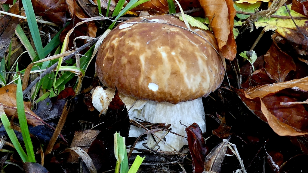 Boletus edulis · November 2025 · photo: © patricklm35 (iNaturalist, cc0)