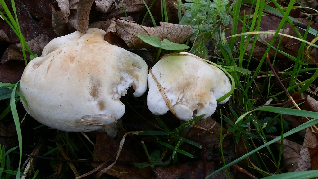 Tricholoma stiparophyllum · November 2025 · photo: © patricklm35 (iNaturalist, cc0)