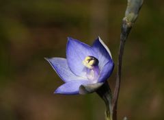 Thelymitra lucida
