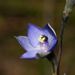 Thelymitra lucida - Photo (c) Reiner Richter, some rights reserved (CC BY-NC-SA), uploaded by Reiner Richter