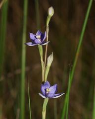 Thelymitra lucida