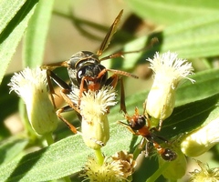 Polistes pacificus