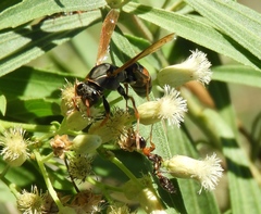 Polistes pacificus
