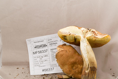 Lanmaoa pallidorosea