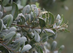 Ozoroa paniculosa paniculosa