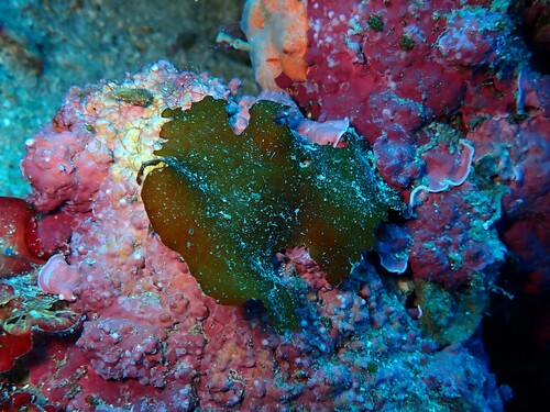 Zanardinia typus, 2025-11-11