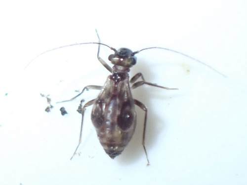 Epicaecilius pilipennis