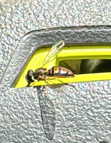 Unknown species found near S Brandi Dr, Elkins, AR, US
