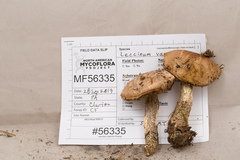 Leccinum variicolor