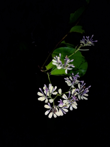 Usteria guineensis