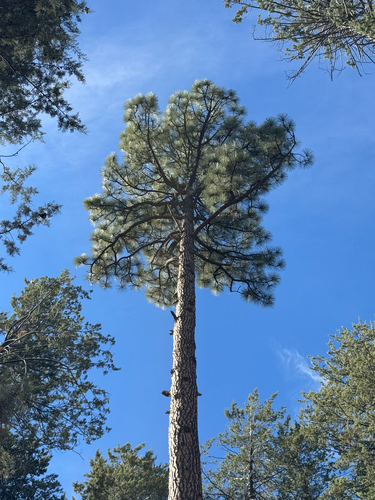 Pinus engelmannii, photograph 6