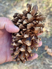 Pinus engelmannii, photograph (c) CK2AZ, some rights reserved (CC BY)