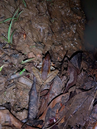 Snouted Grassland Frog