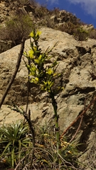 Puya boliviensis, photograph (c) Constanza Vargas Villegas, some rights reserved (CC BY)