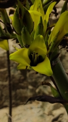 Puya boliviensis, photograph (c) Constanza Vargas Villegas, some rights reserved (CC BY)