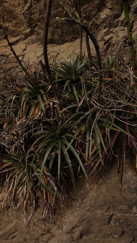 Puya boliviensis, photograph 6