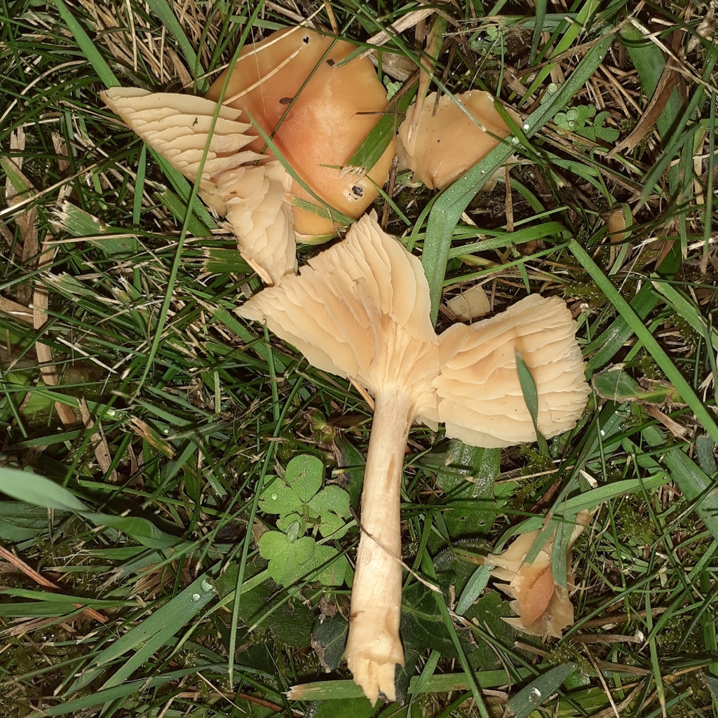 Cuphophyllus pratensis · November 2025 · photo: © bogsuckers (iNaturalist, cc-by)