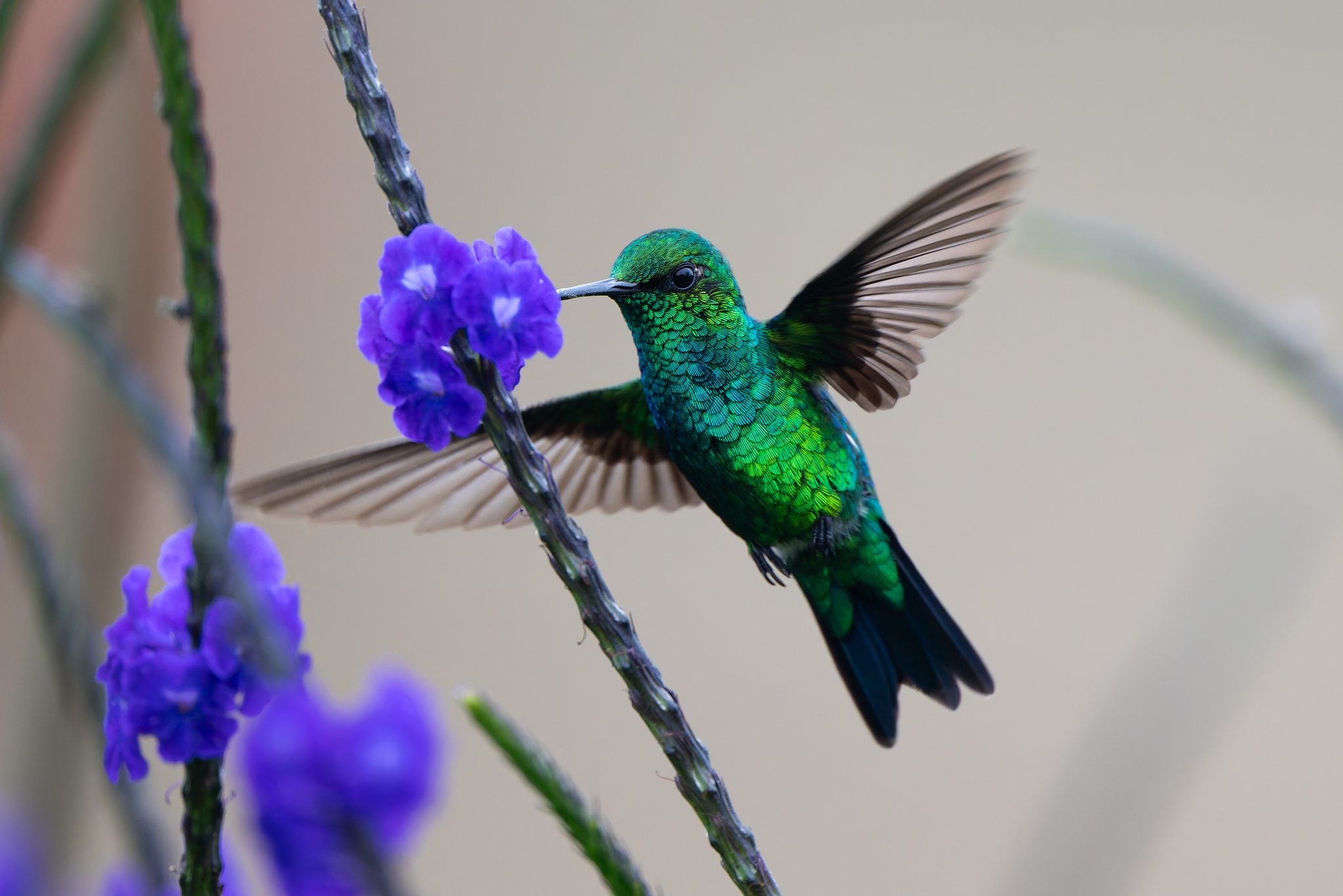 Western Emerald (Chlorostilbon melanorhynchus), photo 10