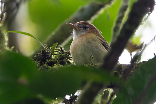 Rufous-naped Greenlet (Pachysylvia semibrunnea), photo 7