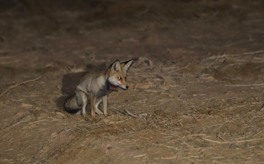 Arabian Red Fox from Be'er Sheva, Izrael on February 19, 2023 at 08:26 ...