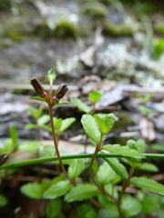 Gonocarpus aggregatus