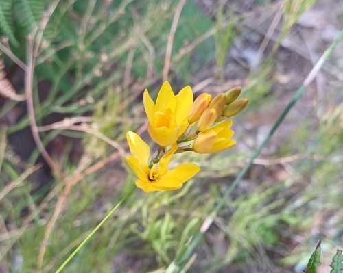Sweet Kalossie (Ixia odorata)