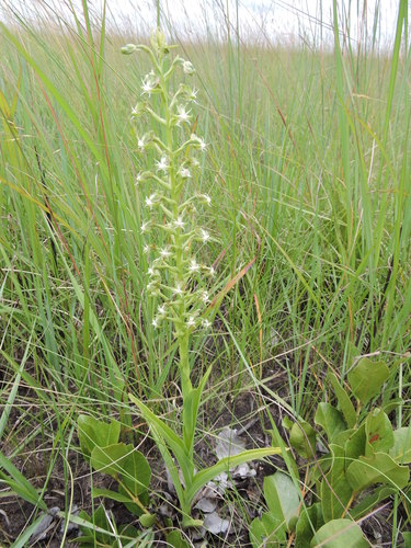 Smallface Ghost Orchid