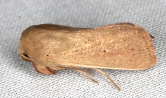 Leucania abdominalis