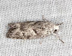 Lichenaula onychotypa