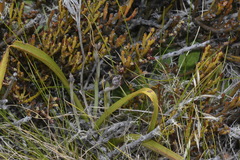 Exocarpos bidwillii