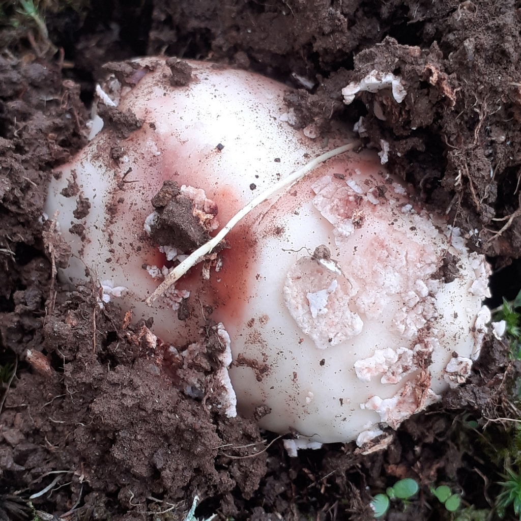 Amanita rubescens · November 2025 · photo: © bogsuckers (iNaturalist, cc-by)