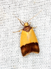 Heteroteucha dichroella