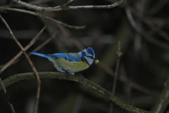 Cyanistes caeruleus caeruleus