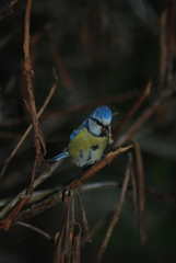 Cyanistes caeruleus caeruleus