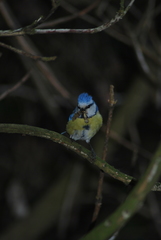 Cyanistes caeruleus caeruleus