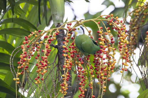 Black-naped Fruit Dove (Ptilinopus melanospilus), photo 6